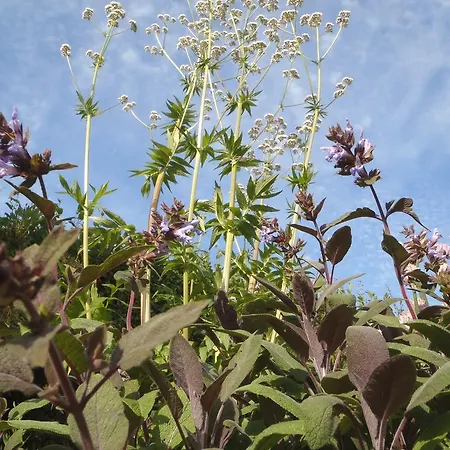 Gites-clairiere-ardenne *
