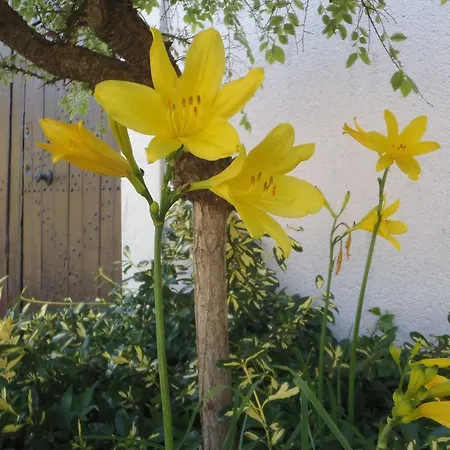 別荘 Gites-clairiere-ardenne *