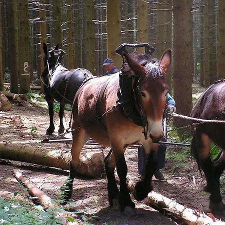 別荘 Gites-clairiere-ardenne